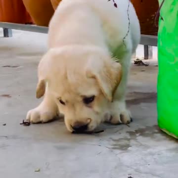 Cute puppy barking traning animals 😻😍