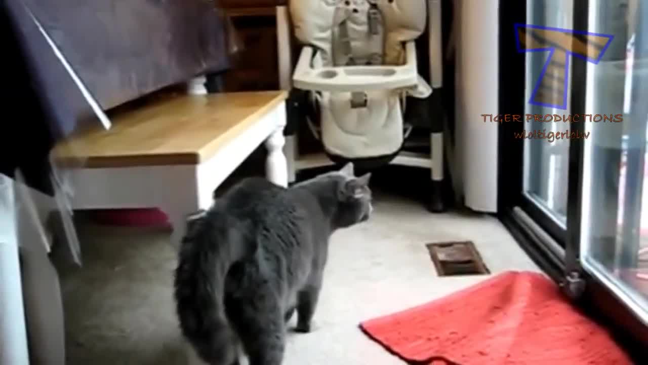 Animals screaming and making funny noises Funny animal sound compilation #40