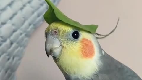 Little bird is so proud of his lettuce hat