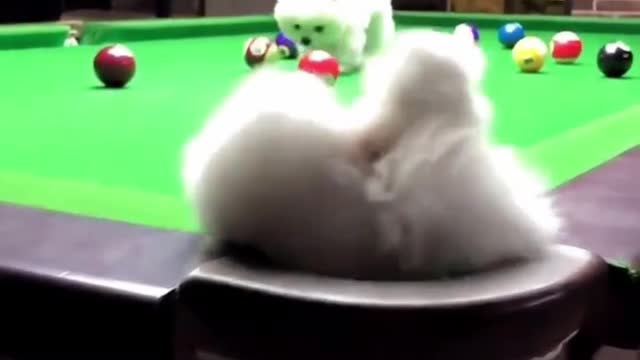 Cute Puppies on a Billiards Pool 😊 #shorts #dog #pets