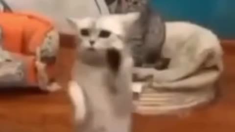 🤣 FUNNY 😻 CATS ULTIMATE CUTENESS TOP