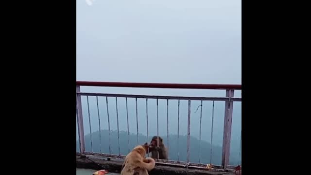 THE real fight of dog and monkey