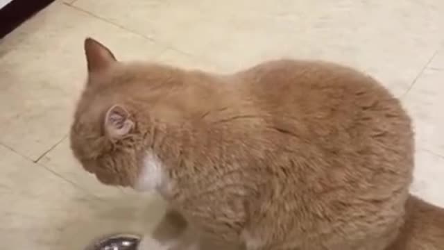 Try not to Laugh | Very funny cat for cat lover