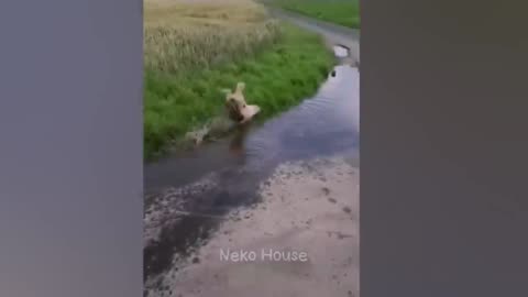 New Funny Animals Funniest Cats and Dogs 2023