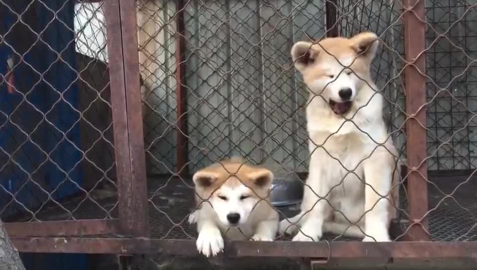 Two firewood dogs