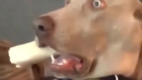 Funny Dogs Video #02