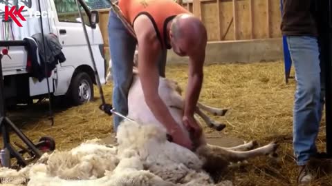 Amazing Modern Farming Cow Technology, Breeding Methods Save for Farm Thousands Dollar