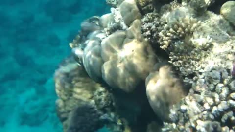 Video of the beautiful underwater world on vacation in the Red Sea