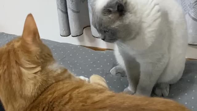 The cat I met for the first time