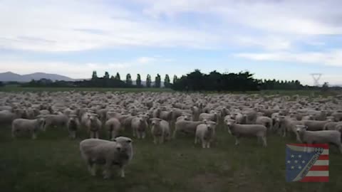 QAnon Sheep Protest