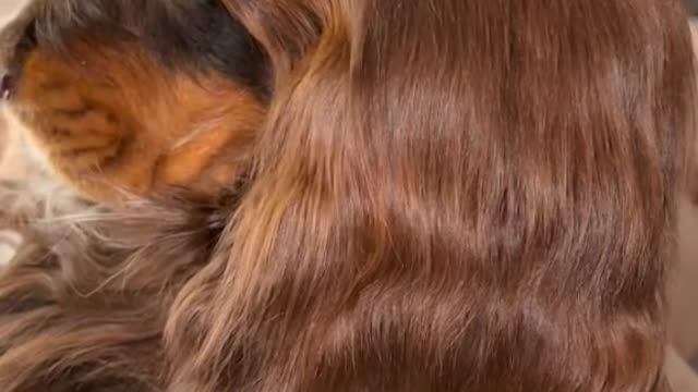 Dogs have beautiful hair