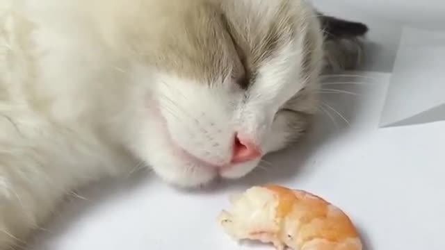 Cat sleeping with shrimp