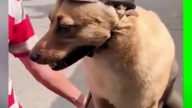 Look how happy he smiled at last! # cute pet # Dog # fun of shoveling shit officials