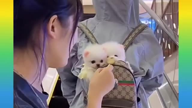 Funny and Cute Dog Video Compilation,🐕🐕