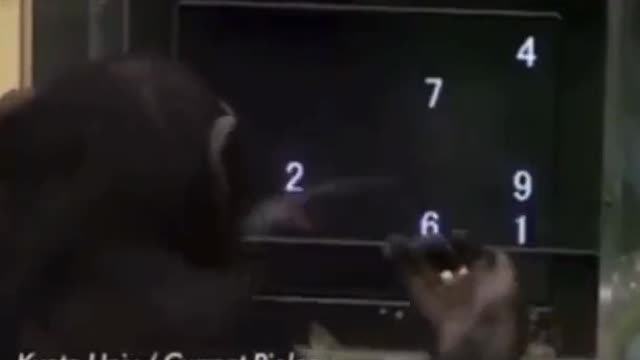 Simpanse amazing skill