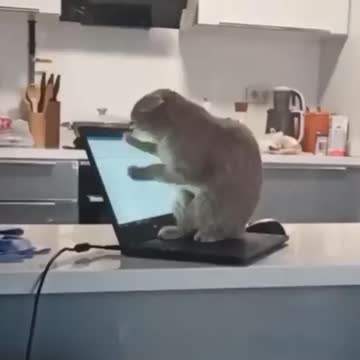 Working cat