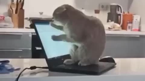 Working cat