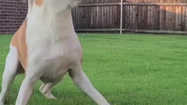 Funniest and Cutest Dog Training