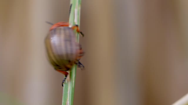 CLIMBER BEETEL