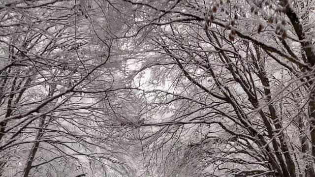 video-of-a-road-and-trees