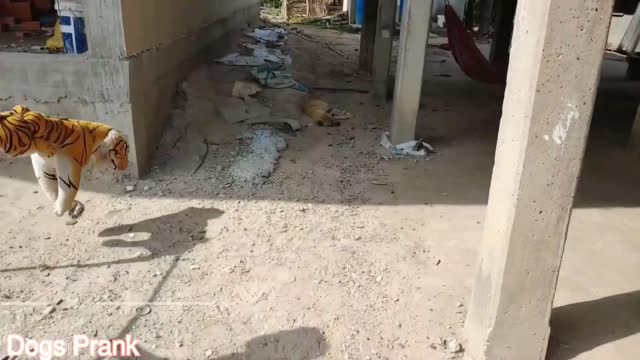 #funny dogs#dogs prank# sleeping dogs prank #cute dogs#cute dogs prank 😜 🙉🤣😂