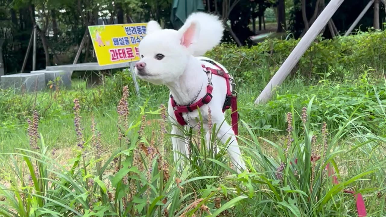 13-year-old puppy loses his smile and hair
