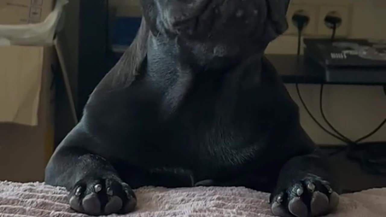 One Dog's Love Affair with Summer's Best Snack