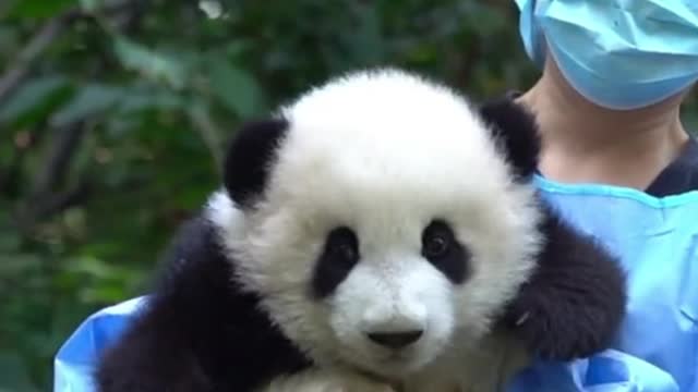 Baby panda begs for a hug