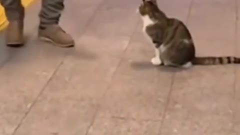 Funny videos of cats and dogs