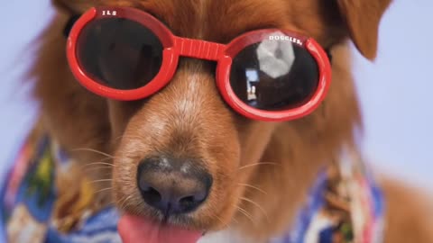 Dressing Up Your Dog: The Latest Fashion Trend