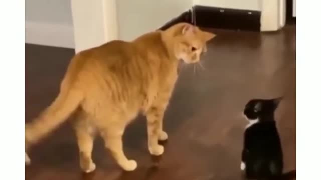 Little cat attacks the big one