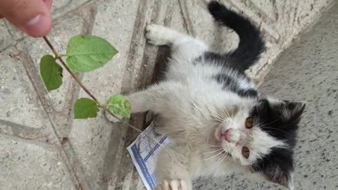 Playing with Stray Kitten