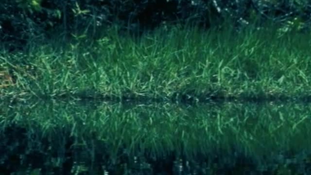 Mangrove swamp with green nature