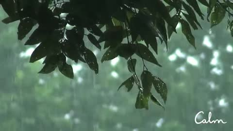 Relax with a nice rain sound .