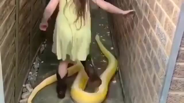 Amazing Snake Viral Video #Amazing