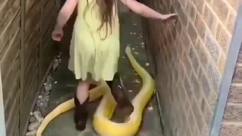 Amazing Snake Viral Video #Amazing