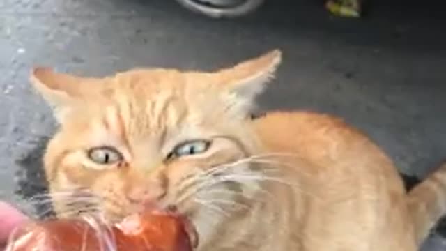 Cute kittens Baby Cats Cute and Funny Cat Videos Compilation