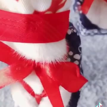 Dog put on shoes tiktok funy viral video