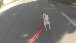 Skate with Dogs