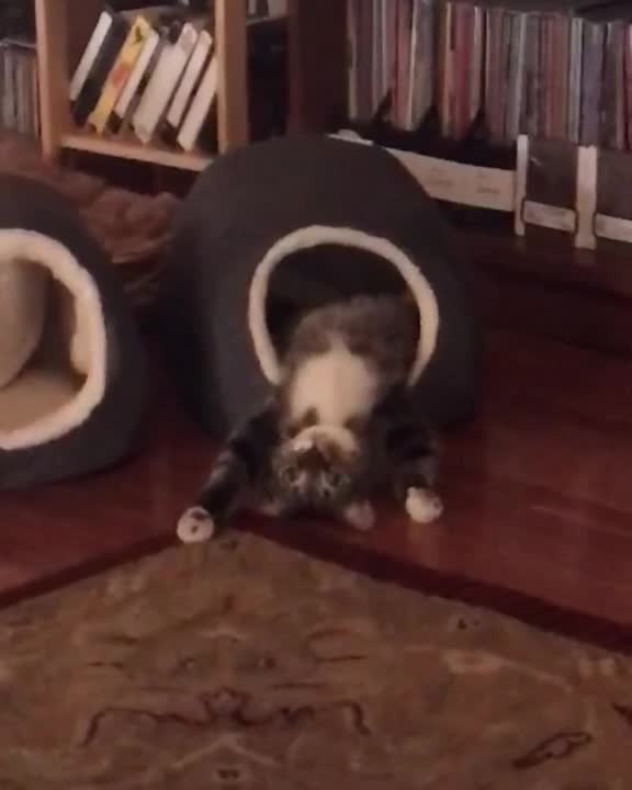 ¿Es este el gato más relajado de todos los tiempos?