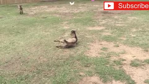 Funny Goat Screeming like Human