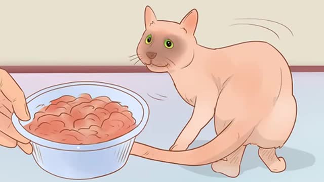 How to know your cat is sick