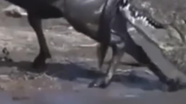 That's 4x4 traction power | see unbelievable kkk