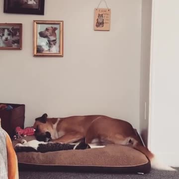 What on earth do you think this dog is dreaming about?