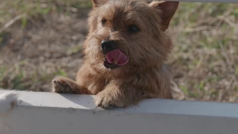 dog canine puppy pet
