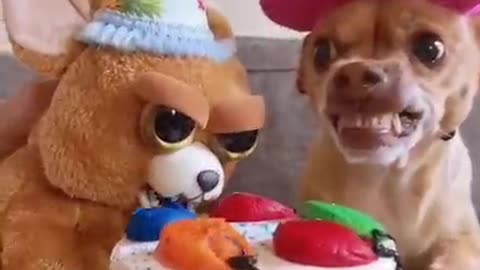 Dog triangle new video 🐶🐶🐶