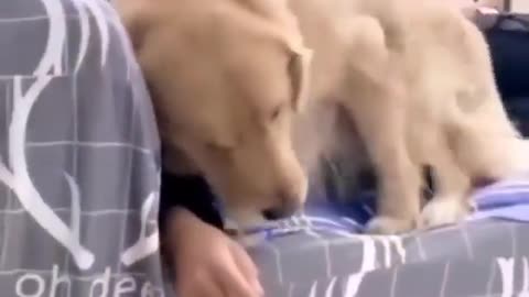Jealous Doggy