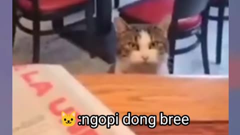 Kucing