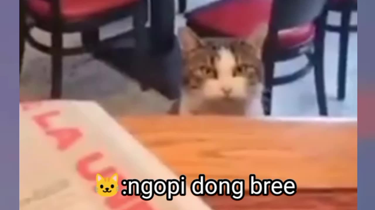 Kucing