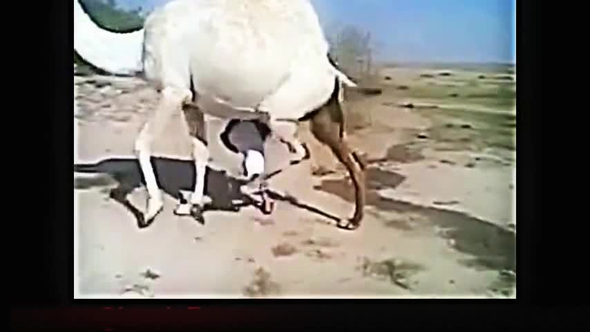 Funny Arab compilation